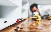 Servicii DDD. Dezinsectie gandaci, plosnite. Deratizare soareci