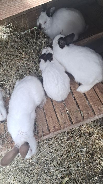 Iepurași De vânzare