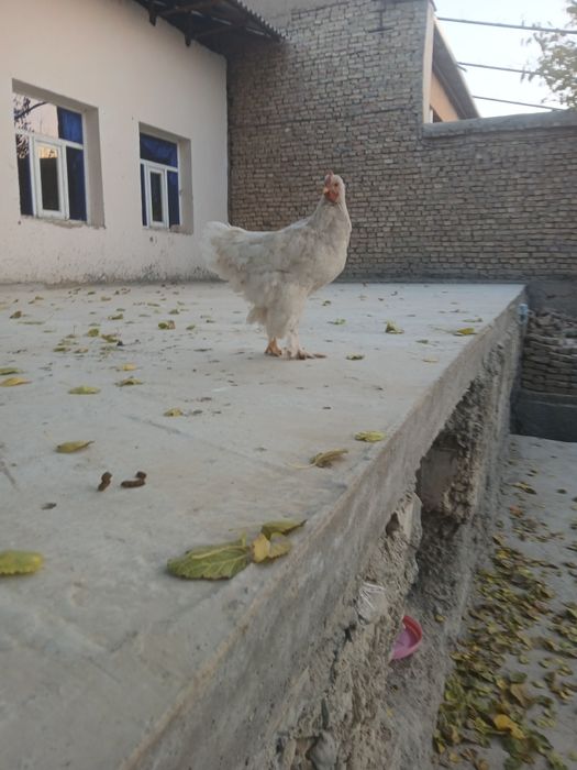 Домашние животные товуклар