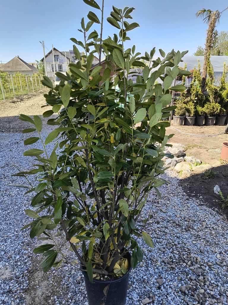 Prunus laurocerasus novita gard viu veșnic verde