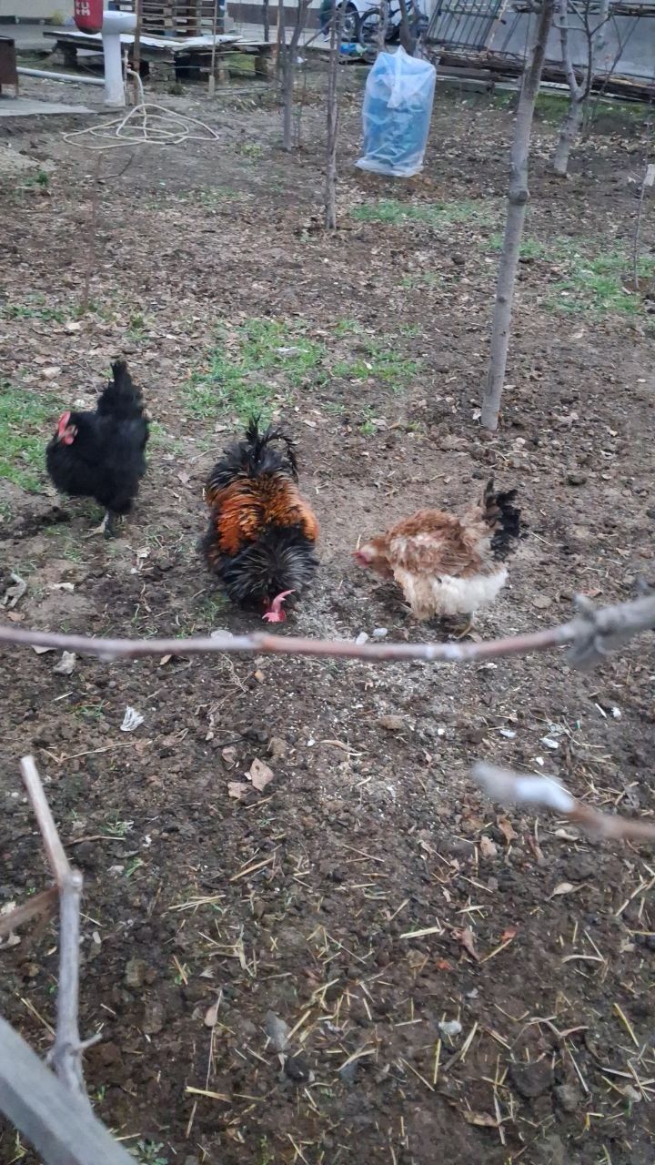 Parodali Xoroz tovuqlar sotiladi
