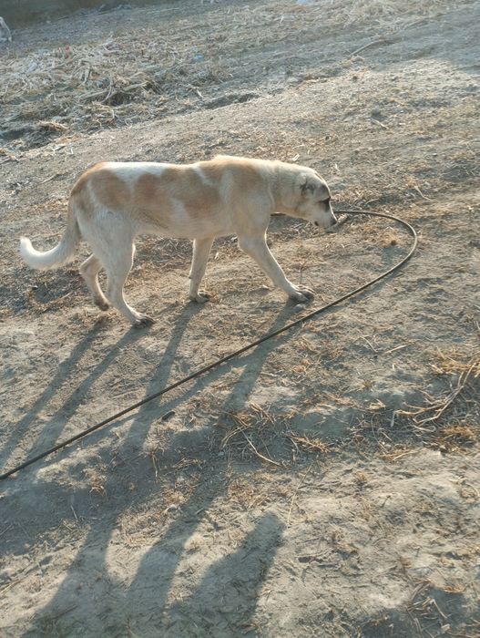 Alabay kuchuk sotiladi 7 oylik jinsi ayol