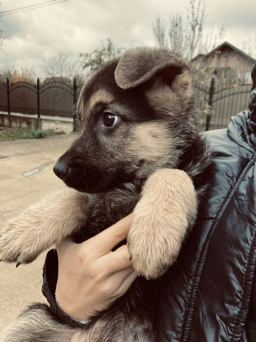 Vand caine ciobanesc german