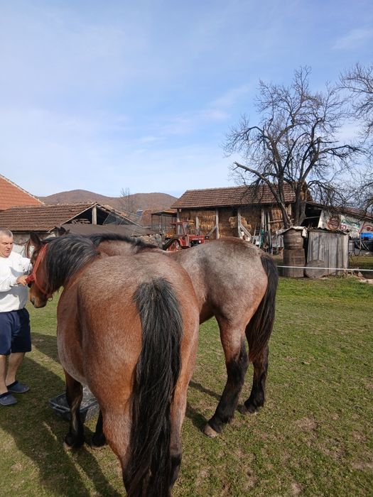 Vând manza sau pereche