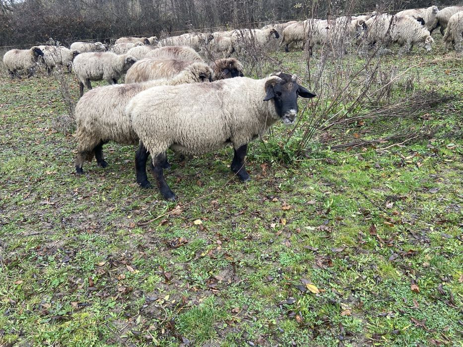 Vand berbec de 4 ani rasa carne