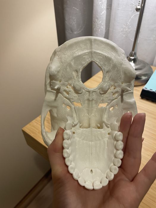 Анатомичен модел на череп, 3 части, OScar