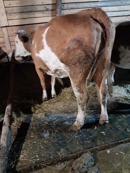 Vând vacă de 6 ani gestantă