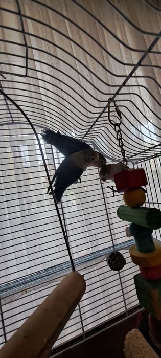 Papagali Agapornis 3