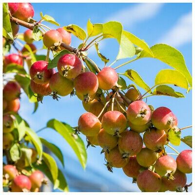 Mar deosebit (Soiul Callaway Crabapple)