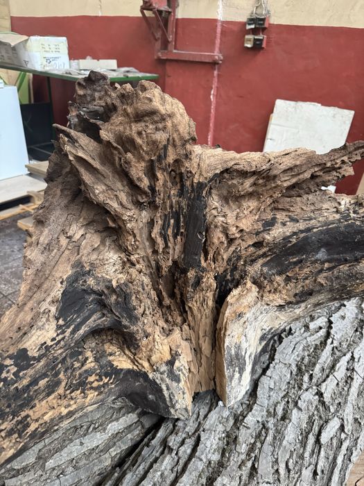 Орехов корен декорация