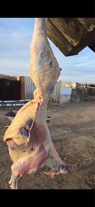 Продам жабагы целиком