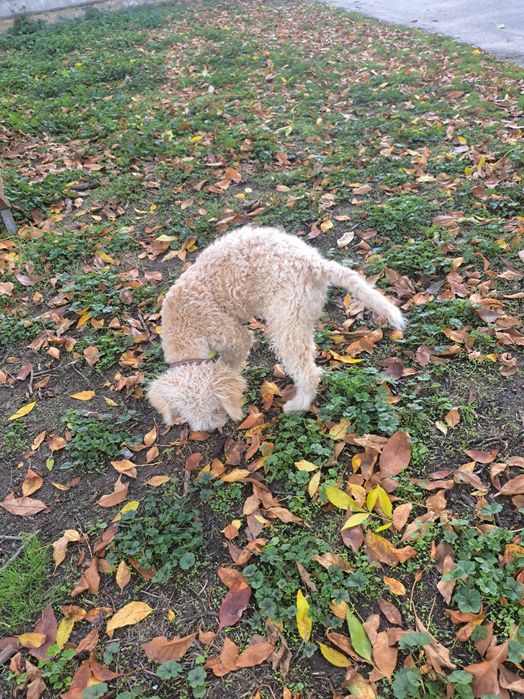 Продавам куче за трюфели