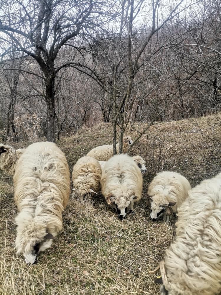 Vând oi la bucată sau la grămadă