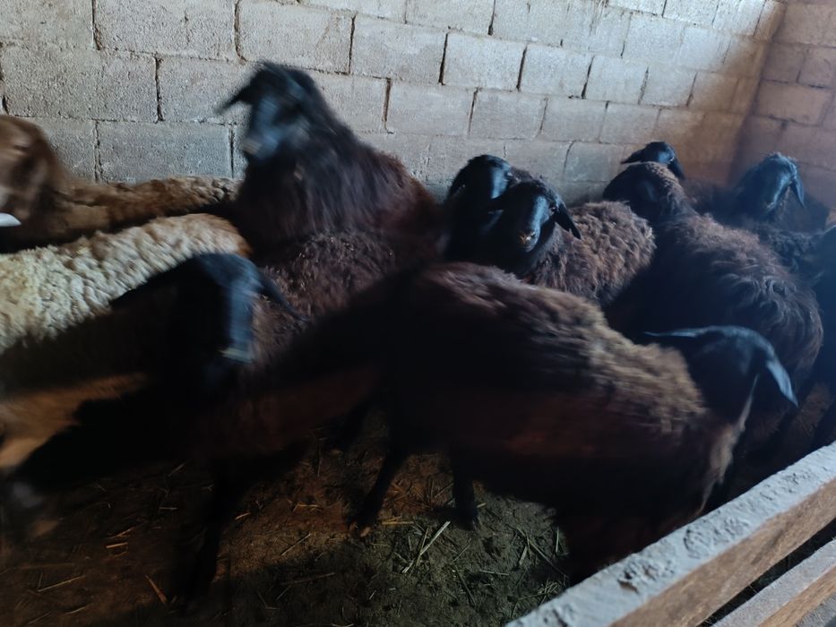 Семыз ургашы токтылар