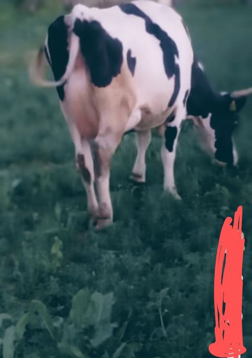 Holstein Friza cu certificat de origine