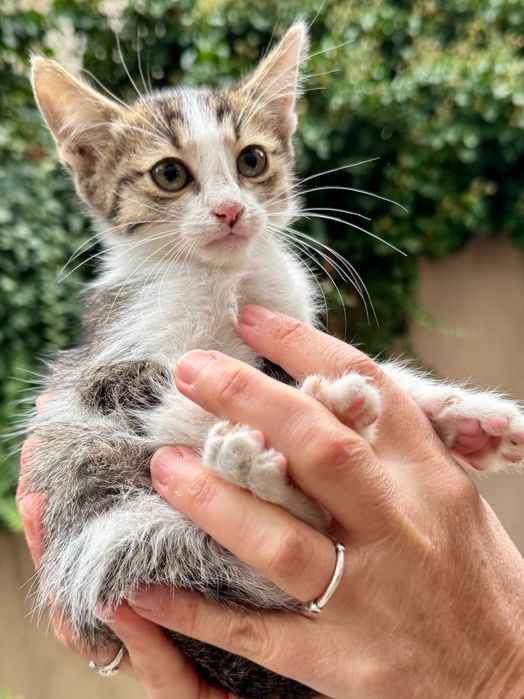 Подарявам коте на три месеца