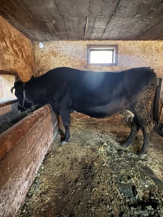 Vaca gestanta de vanzare