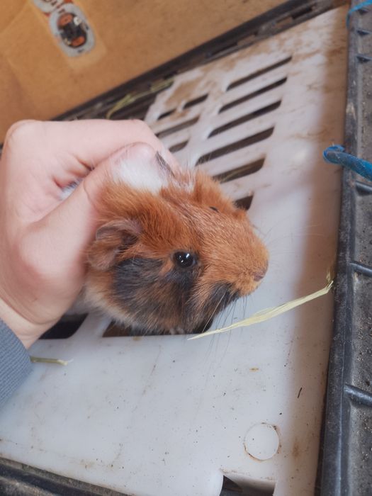 Vând porcușor de guineea femela