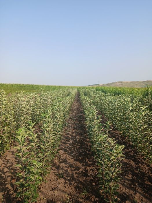 Pomi fructiferi certificati