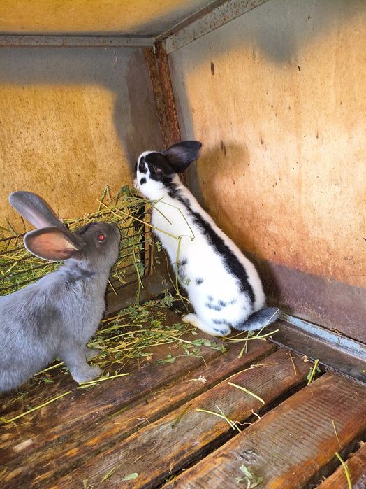 Fluture german de vânzare