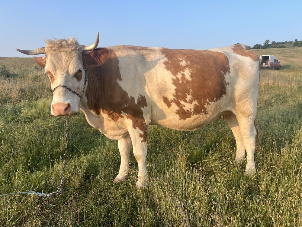 Vaca de vanzare