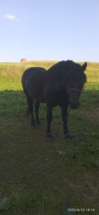 Armasar nergru fara semn de vanzare urgent !!!