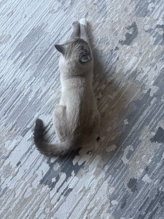 Кот для вязки с 1/12-7/12