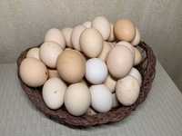 Ou de casa  se poate ptr closcacomanda