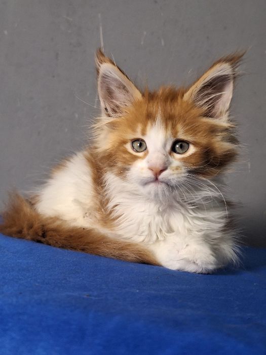 Мейн-кун из питомника