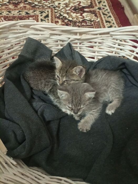 котят 2 штук отдам