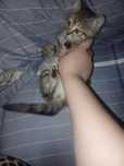 Одам котенка девочка