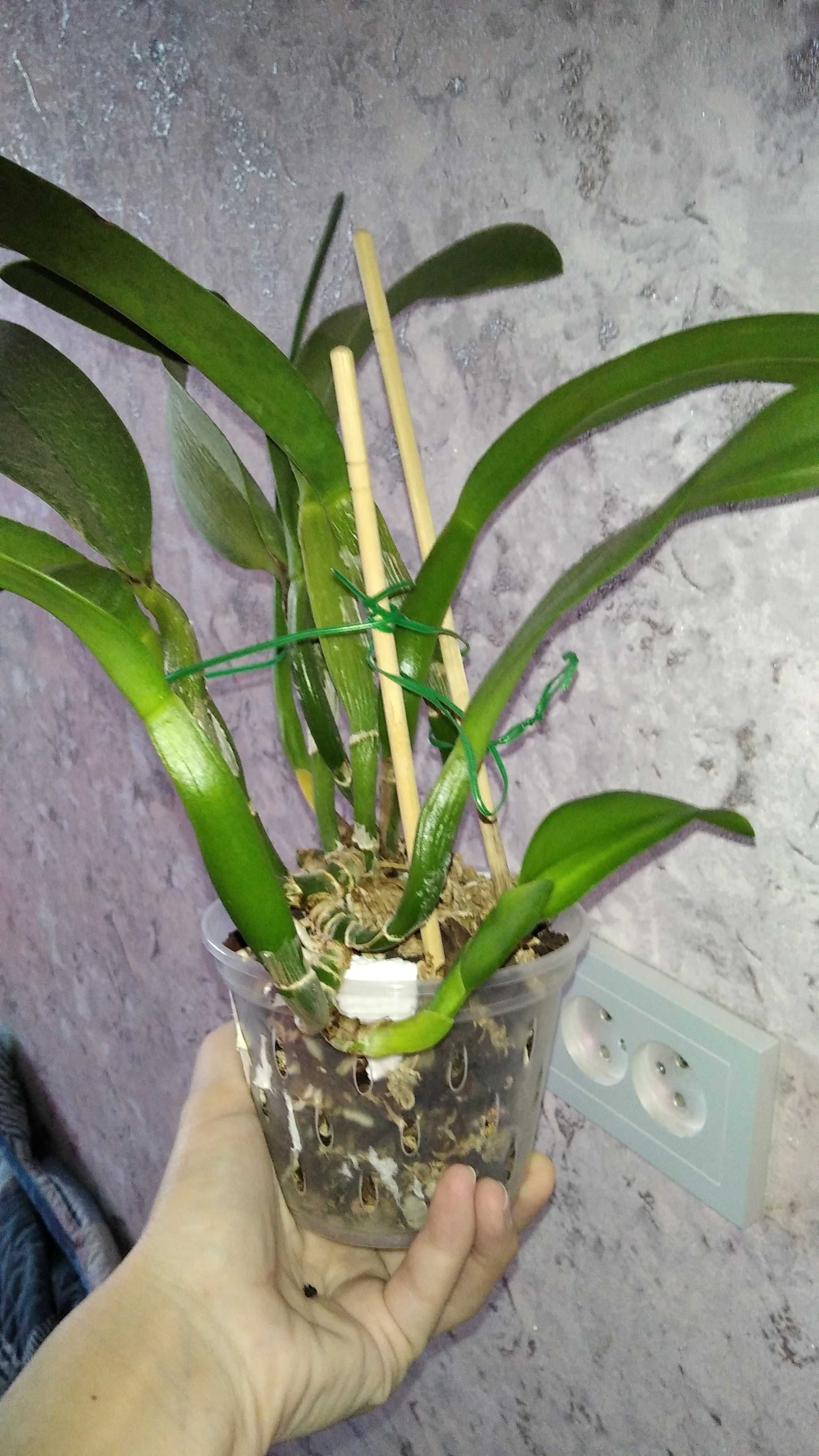 Продам орхидеи каттлея, фаленопсис