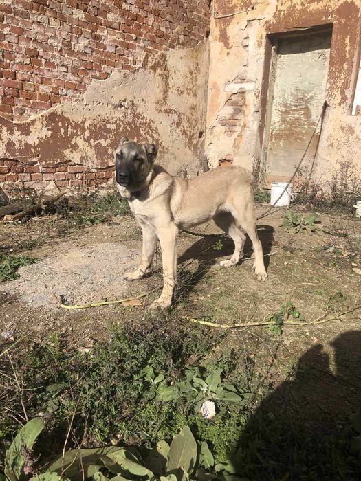 Продавам кангал мъжко
