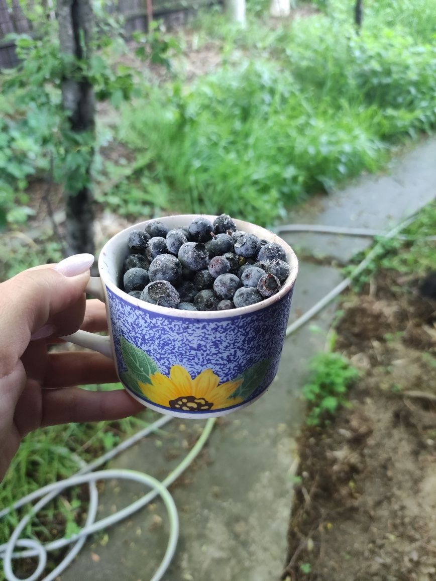 Afine congelate proaspete, 20 RON/kg - livrare București/Ilfov