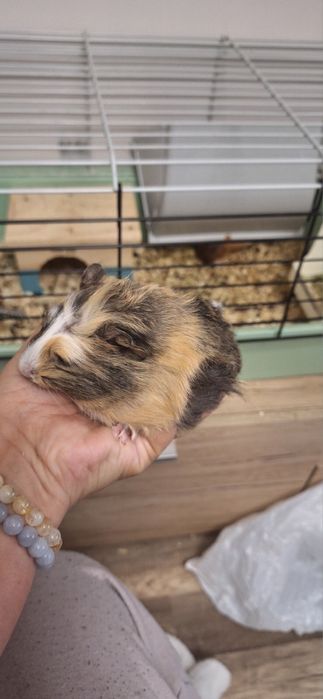 Морско свинче на 1 месец