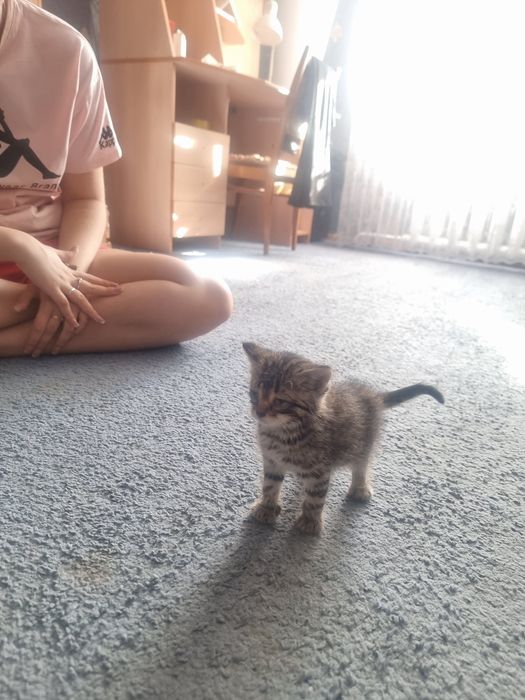 Отдам котёнка в добрые руки