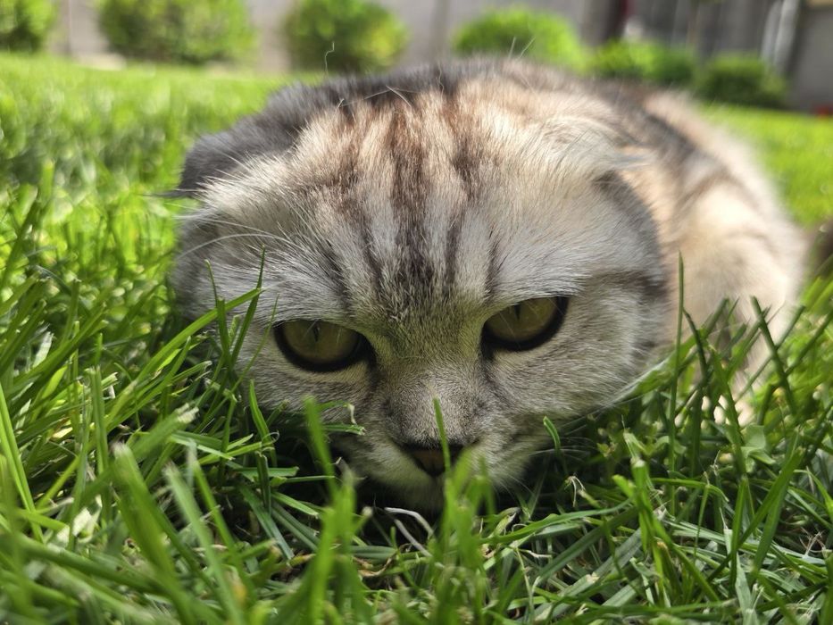 Шиншилла, Скотиш Фолд сотилади