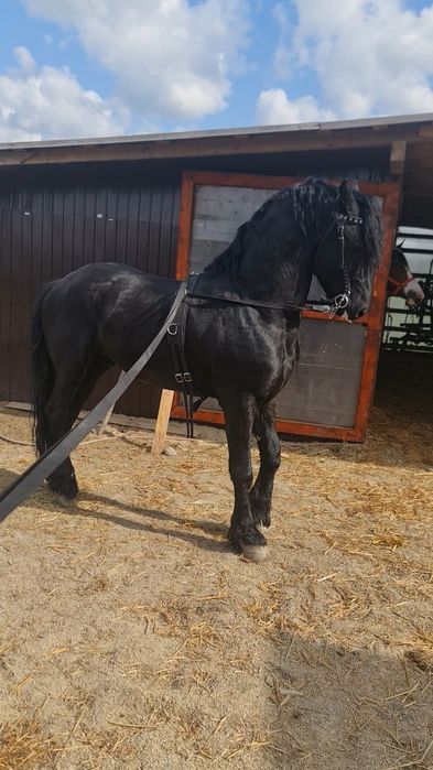 Armăsar frizian disponibil pentru montă