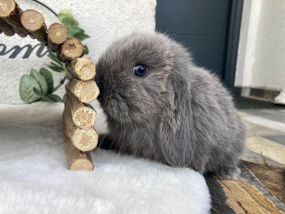 Iepuri pitici de companie berbec pitic/mini lop/holland lop