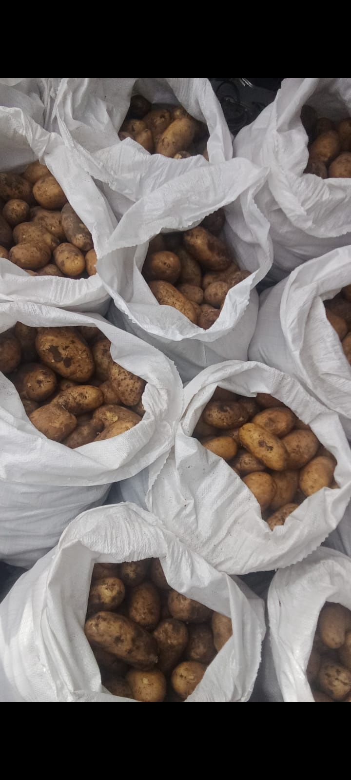 Продам картошку сорт Гала