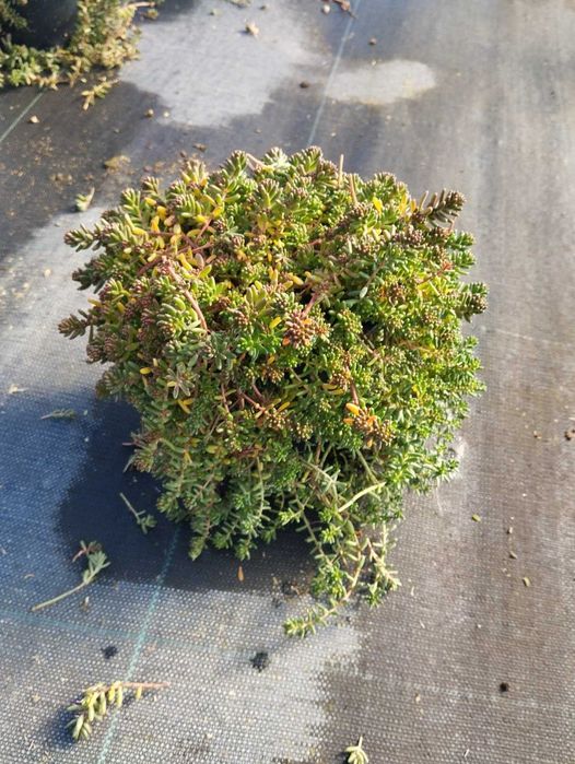 Зелени приятели за дома – сукуленти само по 6 лв! Зарадвайте себе си