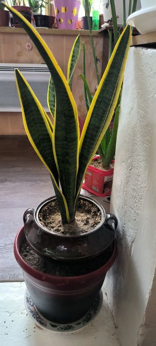 Цветы Пальмы различные растения