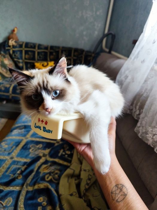 Кошка 3 месяца, отдаем бесплатно