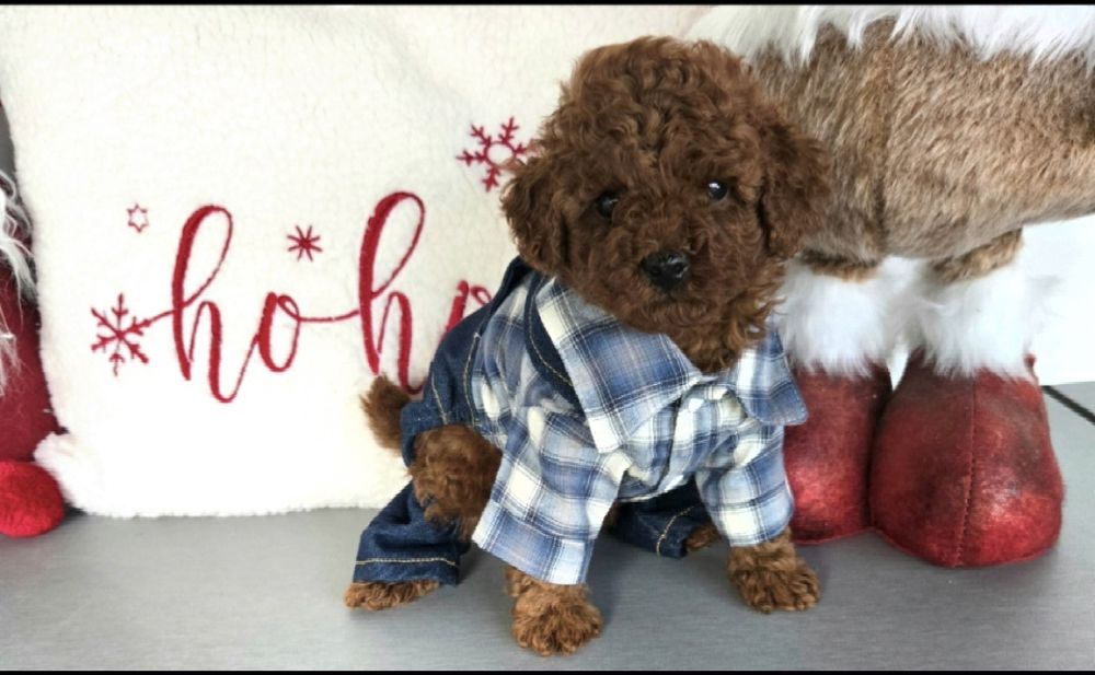 Пудел той Poodle toy / пудел тийкъп с родословие