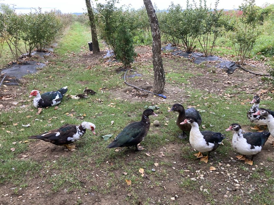 Vand rate mute sau lesesti