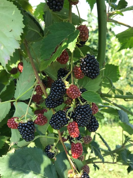 Vând butași zmeură și mure