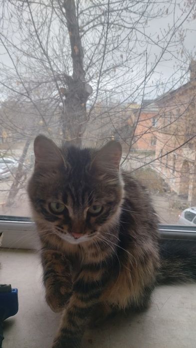 Отдам в хорошие руки кошечку