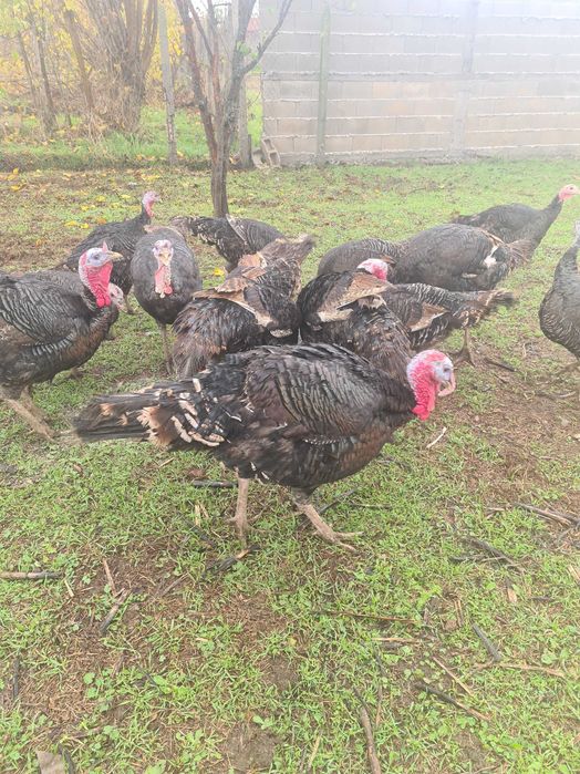 Продавам Пуйки за Повече информация Се обадете на посочения Номер..