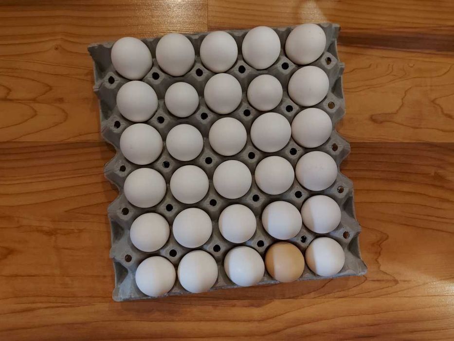 Домашни яйца от кокошки
