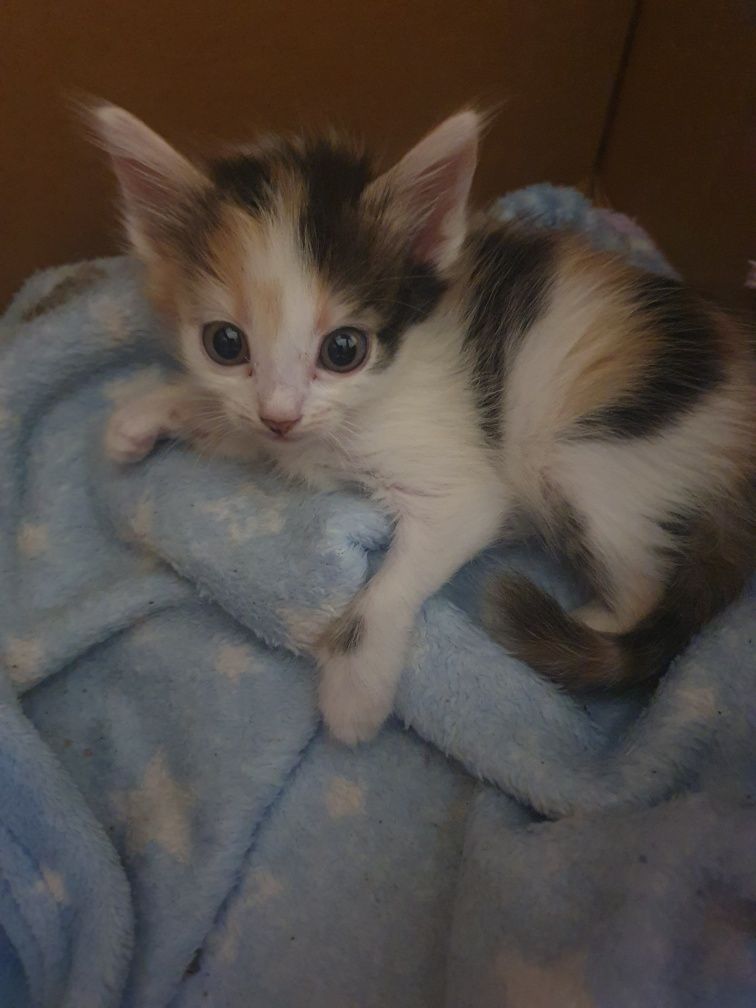 СПЕШНО!!! Малки Котенца на 2м